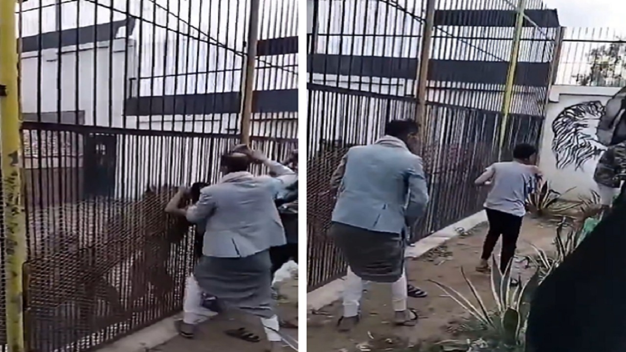 مشهد مفزع لأسود تلتهم يد طفل بين أنيابها بحديقة الحيوان في صنعاء.. فيديو