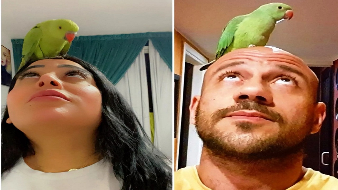 مي كمال الدين توجه رسالة عاطفية جديدة لأحمد مكي