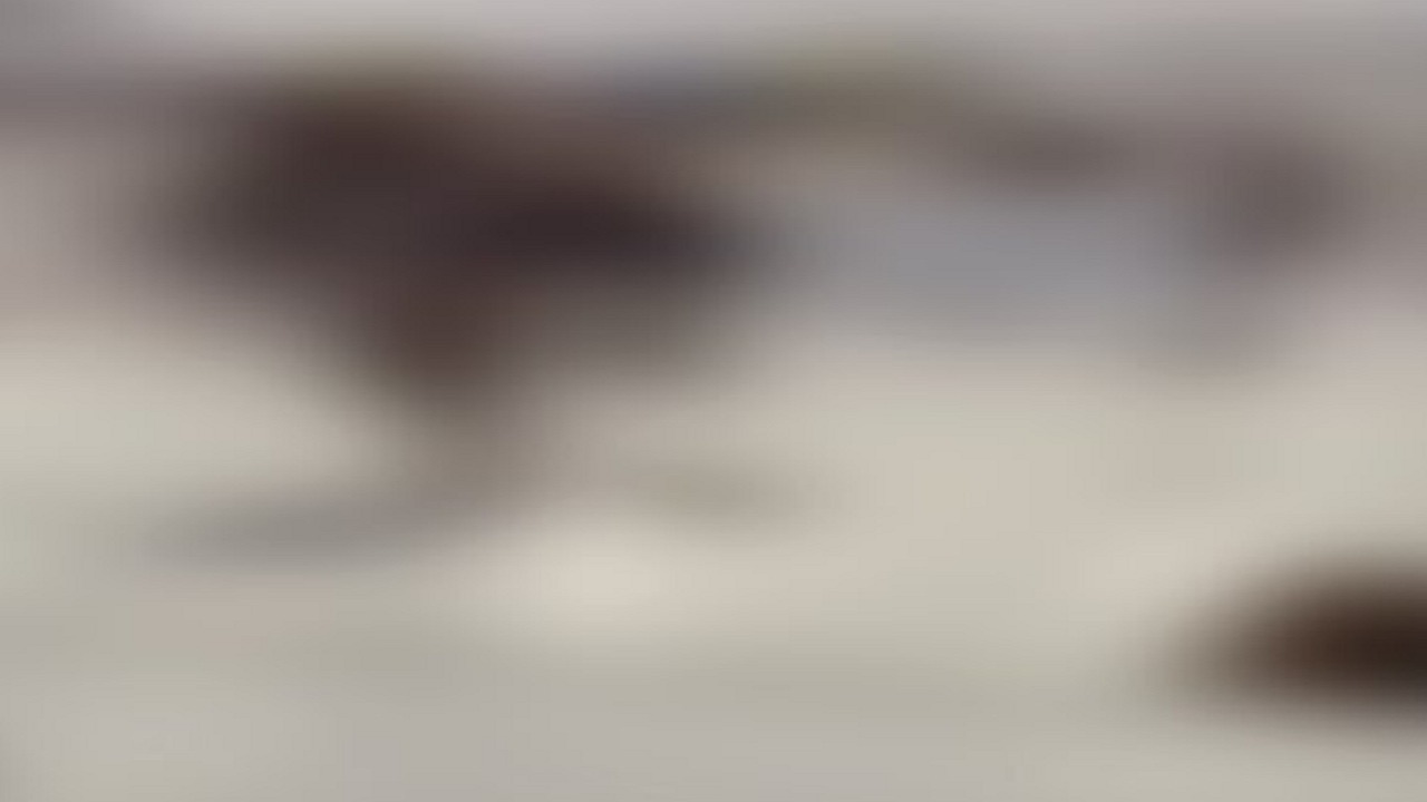 القبض على شخص لمضايقته المارة وإثارة الهلع والفزع بينهم في العاصمة المقدسة.. فيديو