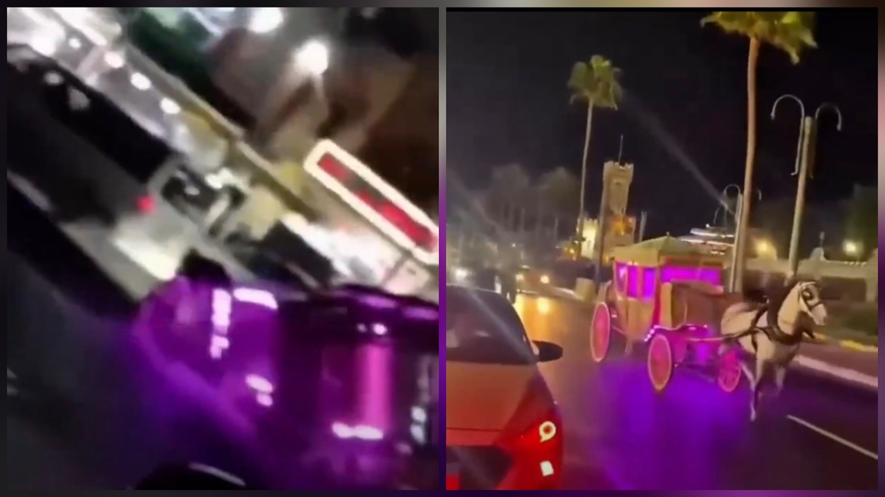 هروب حصان بعربة عروسين يحول حفل زفاف بمصر إلى فوضى.. فيديو