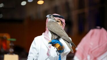 بيع صقران منغوليان بقرابة نصف مليون ريال في مزاد الصقور والصيد