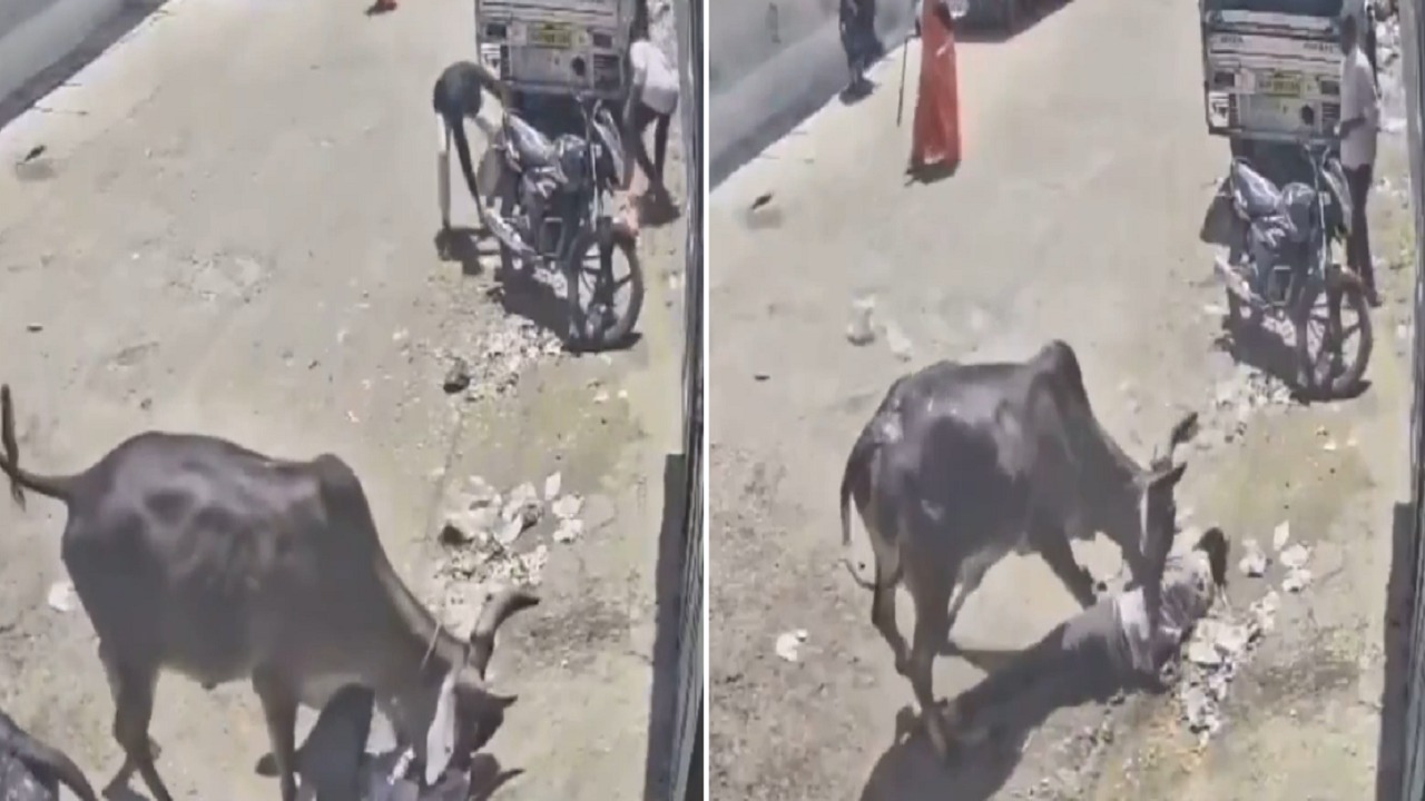 مصرع شاب في الهند إثر هجوم عنيف من ثور وخطأ مأساوي أثناء محاولة إنقاذه.. فيديو