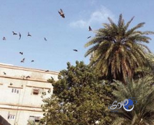 الخفافيش تثير الرعب بين سكان &#8220;حي السلام&#8221;