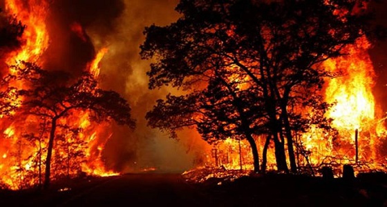 حرائق الغابات تأتي على آلاف الكيلومترات بالمناطق الريفية في الأرجنتين