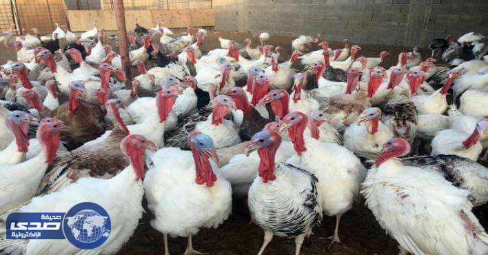 اعدام 3.2 مليون طائر بسبب أنفلونزا الطيور في المجر