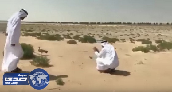 بالفيديو.. محمد بن راشد يأمر بتحويل مسار مشروع لإنقاذ أنثى «حبارى»