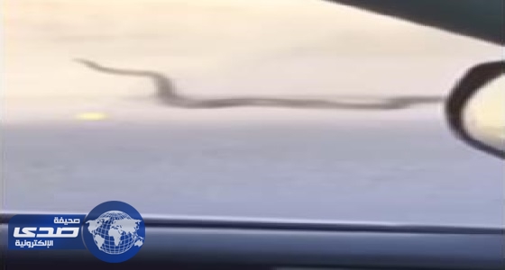 بالفيديو.. ثعبان كبير يزحف بين السيارات على طريق الدائري الشرقي بالرياض