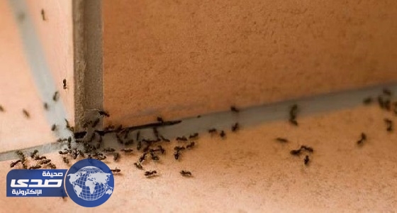 مختصون: هذه الإرشادات تقيك من أضرار الحشرات والقوارض في الصيف