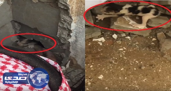 بالفيديو.. مواطن يكسر جداراً بمنزله لإنقاذ قطة محتجزة