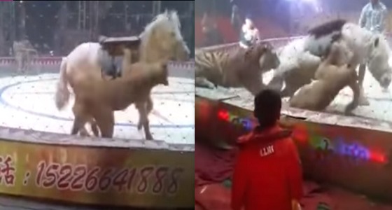 حصان ينجو من هجوم أسد ونمر