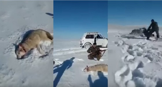 بالفيديو.. ذئب يهاجم صياد بعد تظاهره بالموت