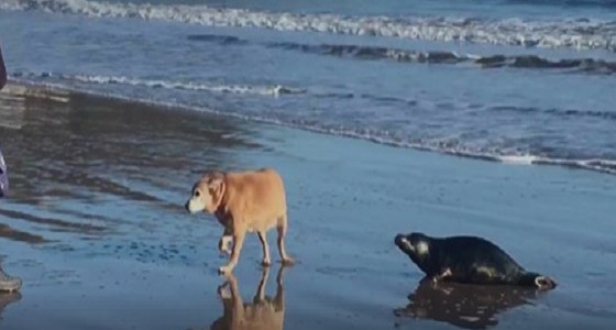 فيديو طريف لفقمة تخرج من البحر لتقبل كلبا
