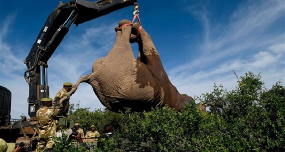 بالصور.. طرق نقل الفيلة إلى الحدائق الوطنية بكينيا