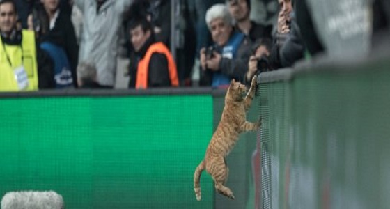 بالفيديو.. قطة تضع بيشكتاش التركي في خطر العقوبة