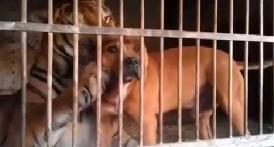 بالفيديو..كلب ونمر يتداعبان داخل &#8221; قفص &#8221; واحد
