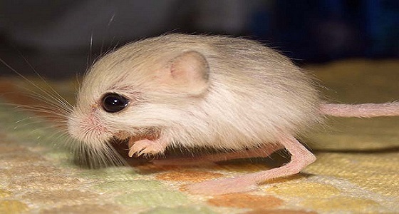بالصور..أصغر 5 حيوانات في العالم
