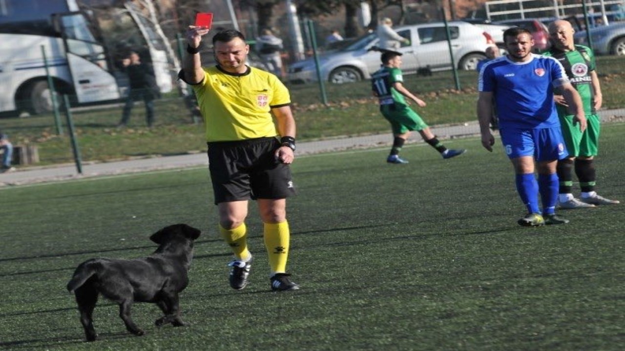 بالصور.. استخدام البطاقة الحمراء في وجه كلب لطرده من مباراة