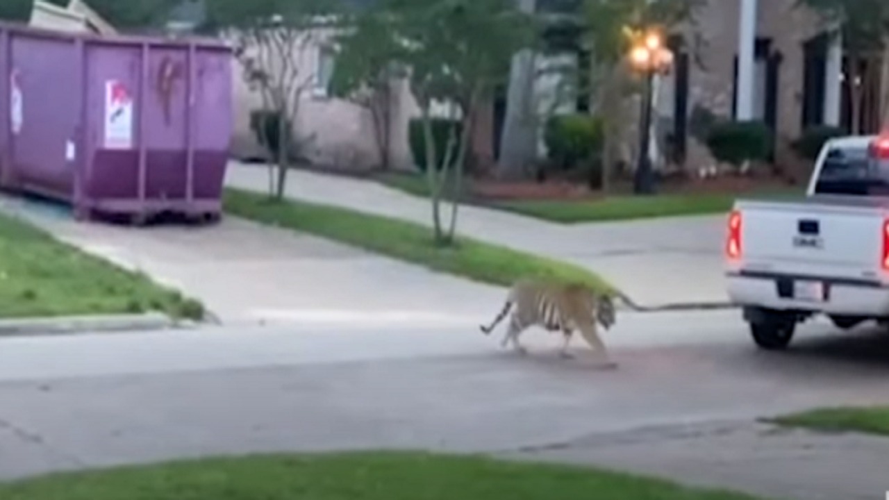 بالفيديو.. نمر يتجول في أحد الشوارع