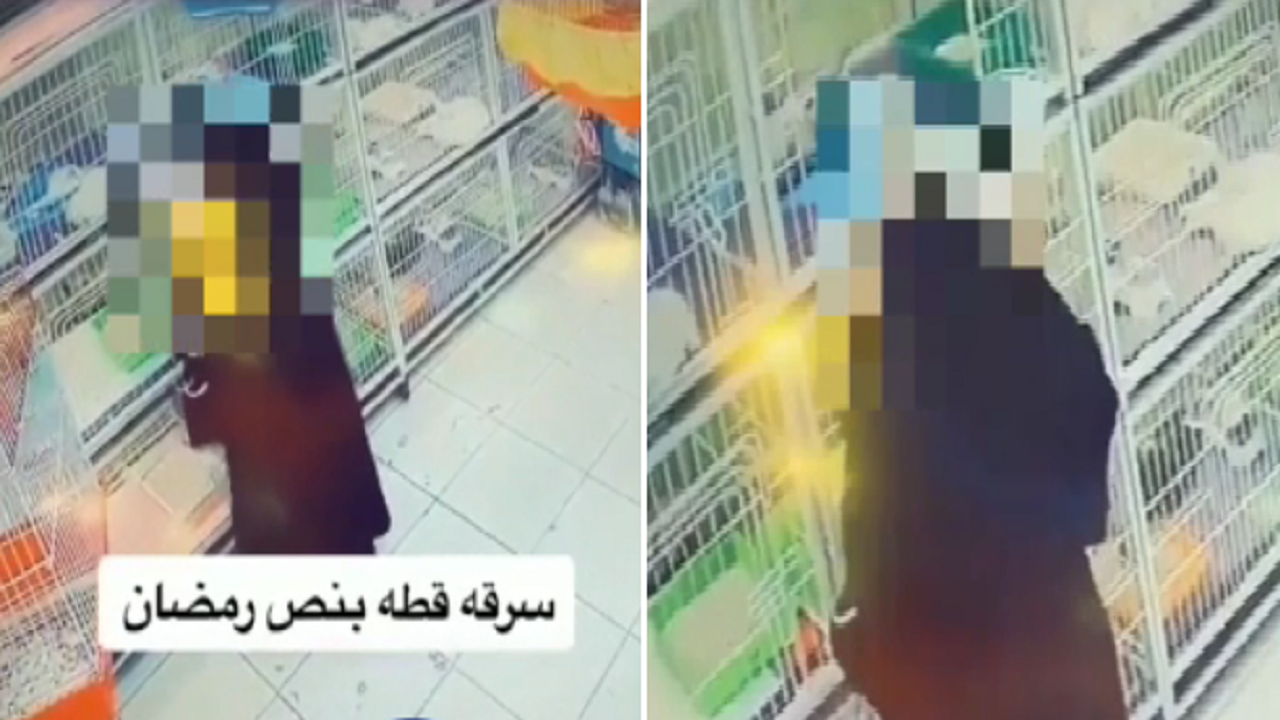 بالفيديو.. امرأة تسرق “قطة” من داخل محل لبيع الحيوانات