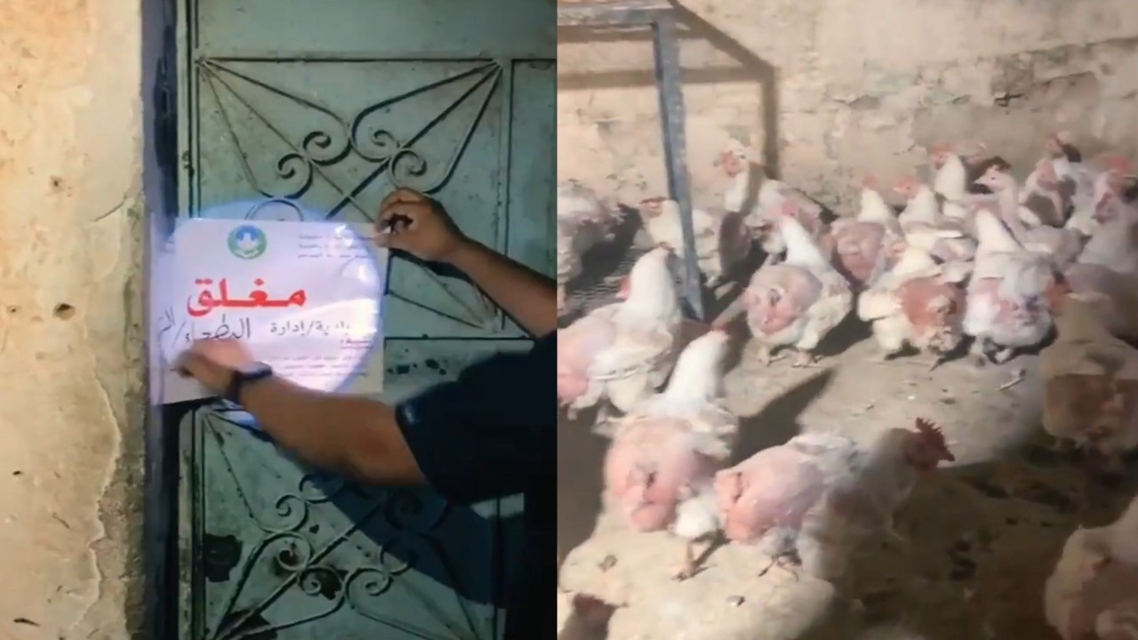 بالفيديو.. ضبط حظائر دجاج مخالفة في البطحاء