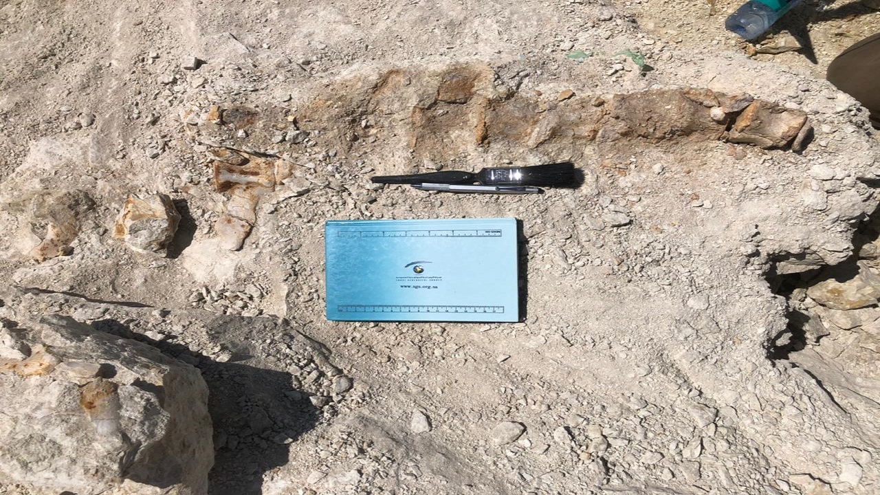 بالفيديو.. اكتشاف بقايا حوت  منقرض منذ 37 مليون سنة شمال المملكة