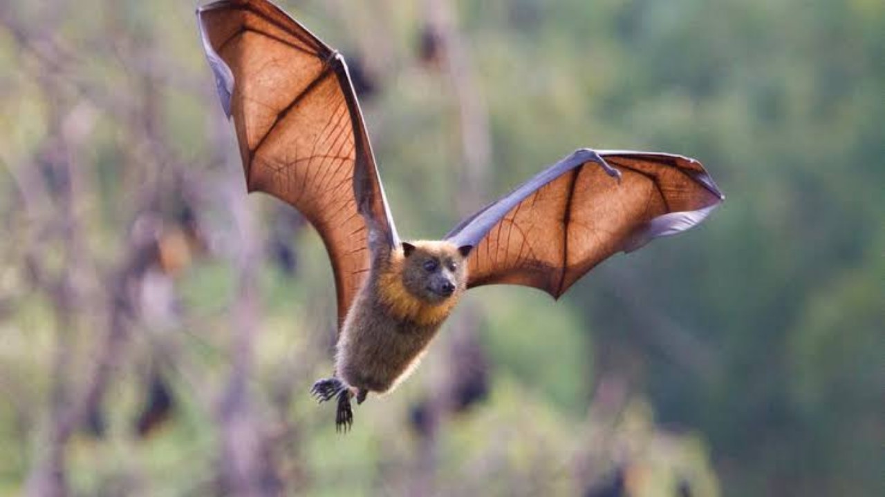 اكتشاف فيروس كورونا جديد في الخفافيش