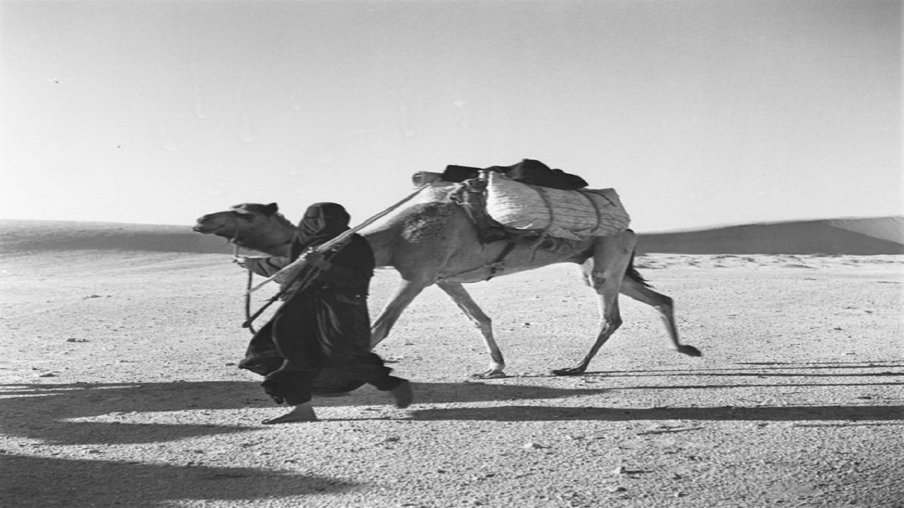 صورة قديمة لسيدة تقود جملها في صحراء المنطقة الشرقية قبل 66 عاماً