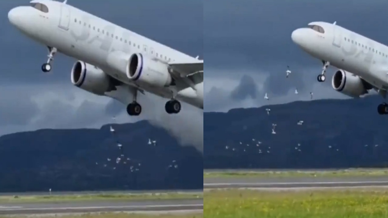 فيديو.. طيار إيرباص يحاول تجنب الاصطدام بسرب من طيور النورس