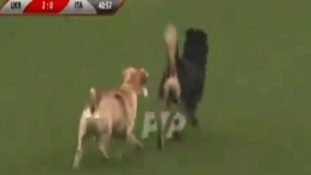 شاهد..كلبان يقتحمان أحد الملاعب في مباراة كرة قدم 