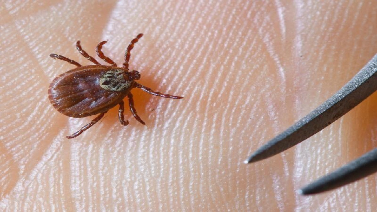 انتشار مرض جديد ينتقل عبر لدغة الحشرات