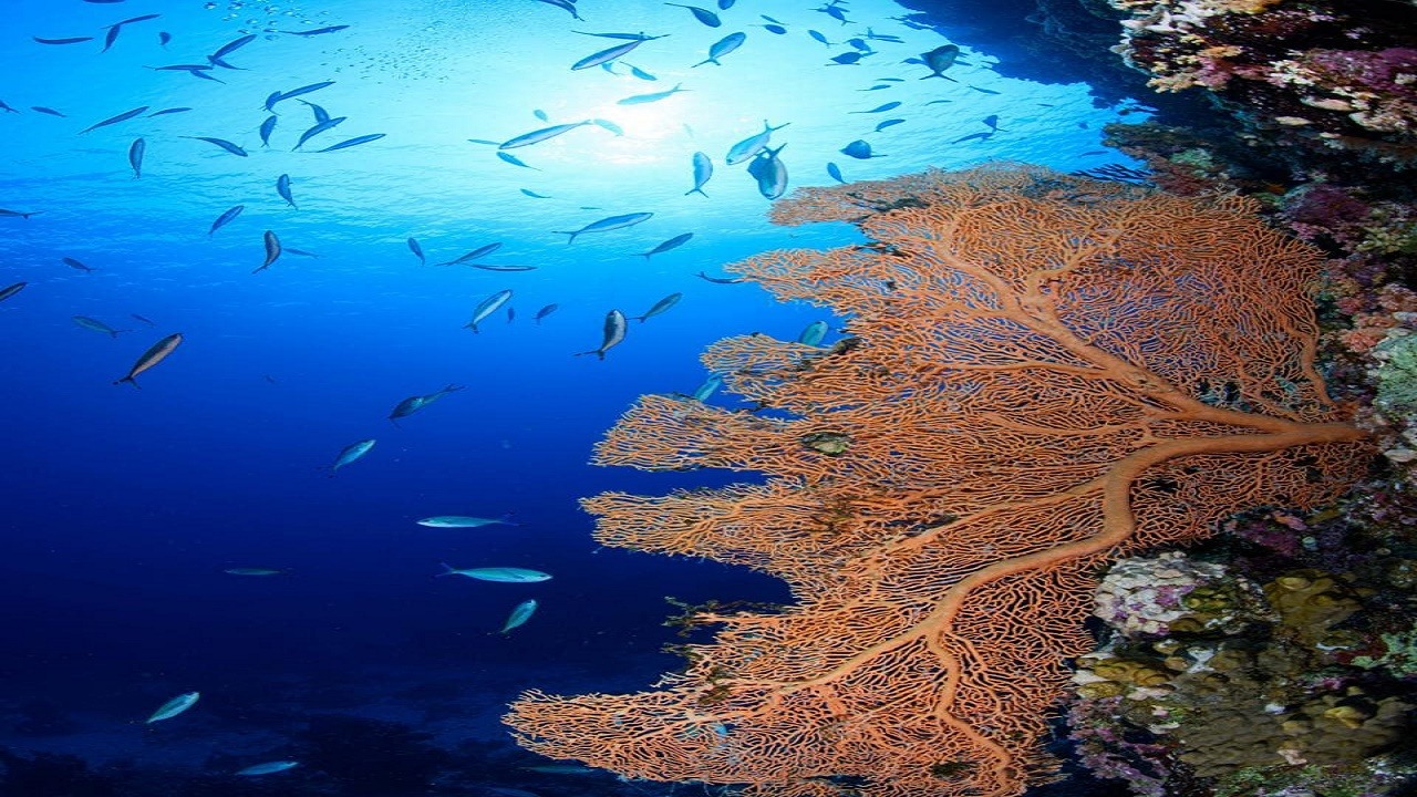 بالفيديو.. نيوم تكتشف كائنات بحرية وجزر جديدة في شمال البحر الأحمر