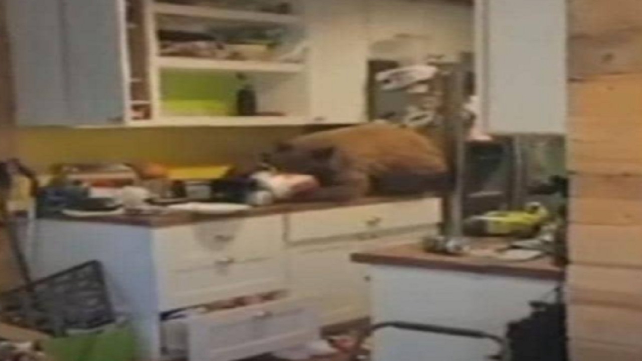 بالفيديو.. دب يقتحم منزل ويجلس في المطبخ