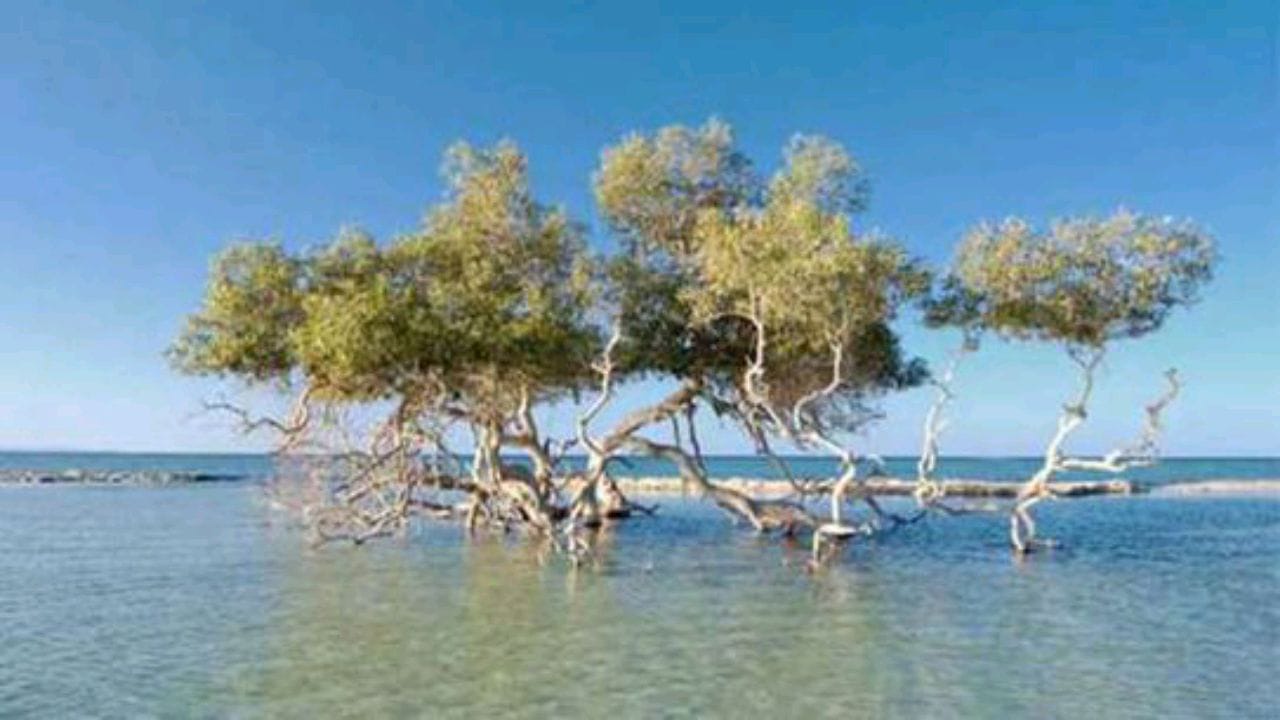 الكشف عن فوائد أشجار المانغروف التي تحتضنها شواطئ المملكة