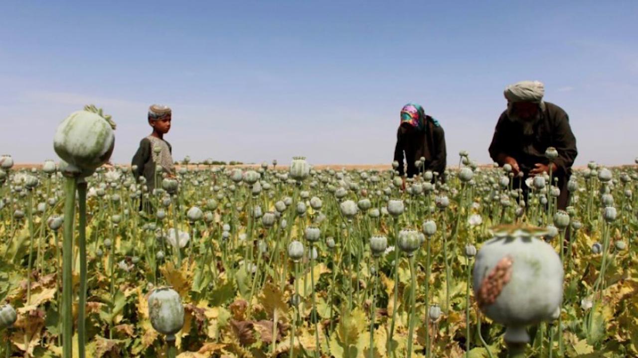 طالبان تحظر زراعة الأفيون والخشخاش وغيره من أنواع المخدرات بشكل صارم