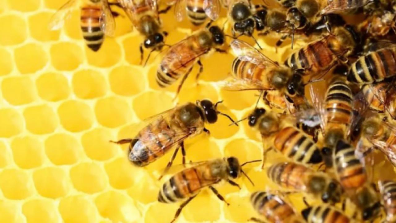 أزمة الطقس تؤثر على حجم وأعداد النحل