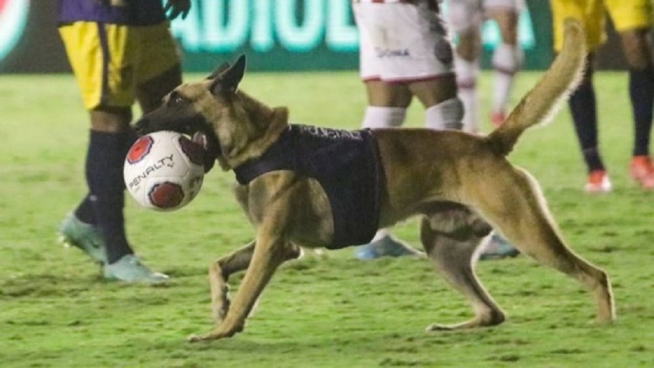كلب بوليسي يوقف مباراة بعد اختطافه للكرة