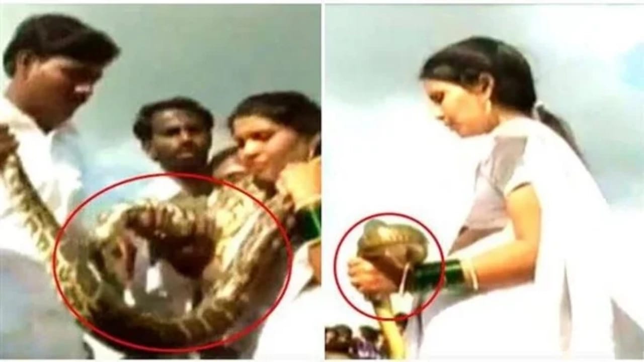 بالفيديو.. عريس هندي يلف ثعبانًا ضخمًا حول رقبة عروسه