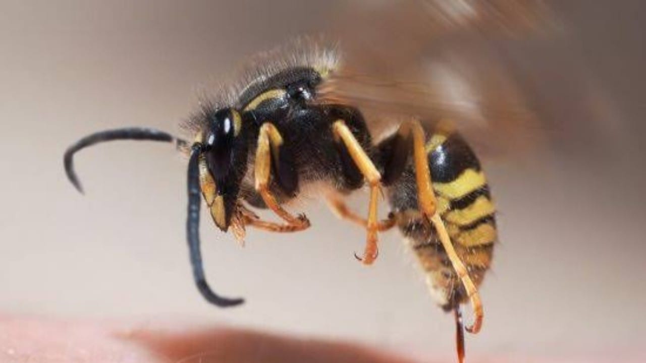 لدغة نحلة تتسبب في وفاة شاب 