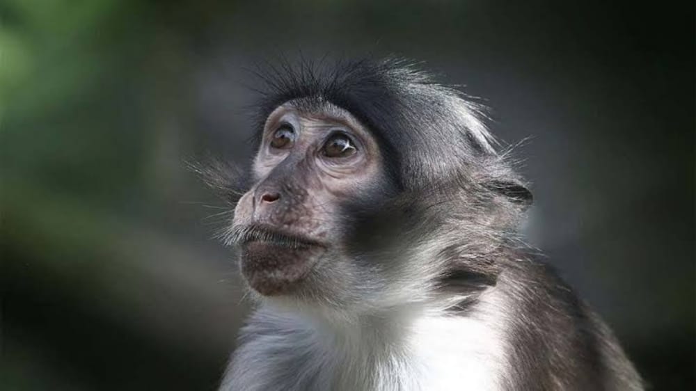 فيروس جدري القرود يصيب سكان إنجلترا بالهلع