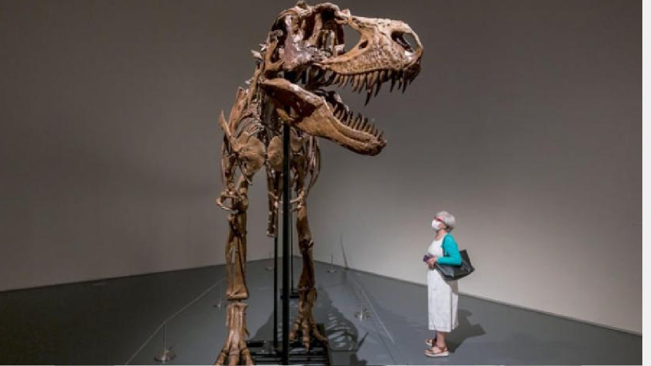 عرض هيكل عظمي نادر لديناصور في مزاد بنيويورك