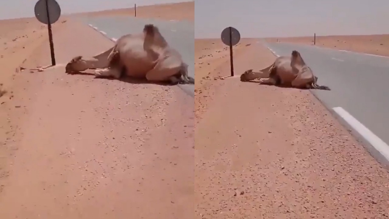 بالفيديو.. قائد ناقلة يتوقف بالصحراء ليسقي ناقة تعاني من العطش