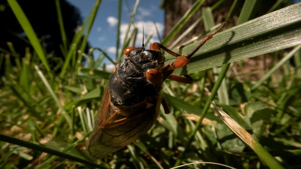 غزو الحشرات يهدد بريطانيا هذا الصيف