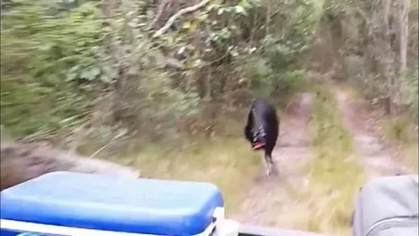 فيديو مرعب لطائر غريب يهاجم حراس البرية بوحشية