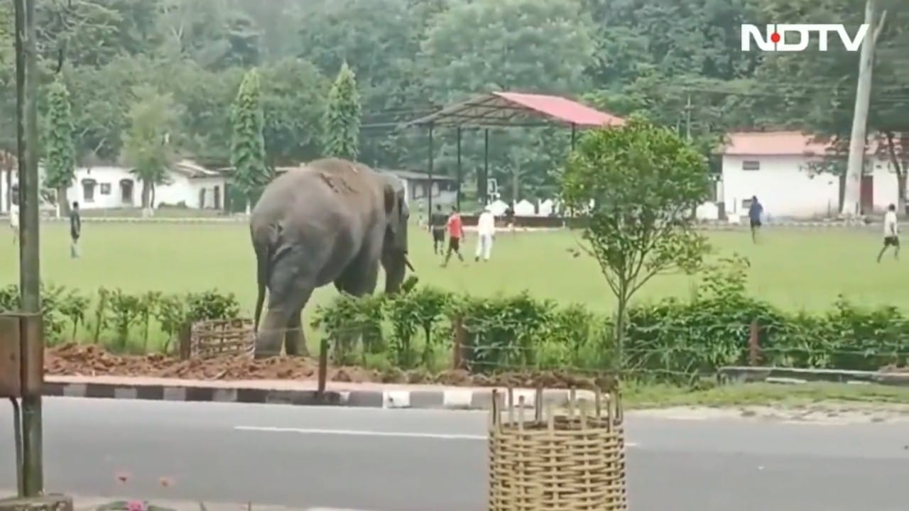 بالفيديو.. فيل يقتحم ملعب مباراة كرة قدم