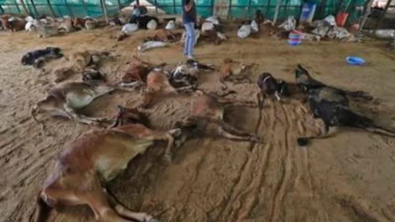 نفوق 100 ألف ماشية بالهند بسبب فيروس غامض