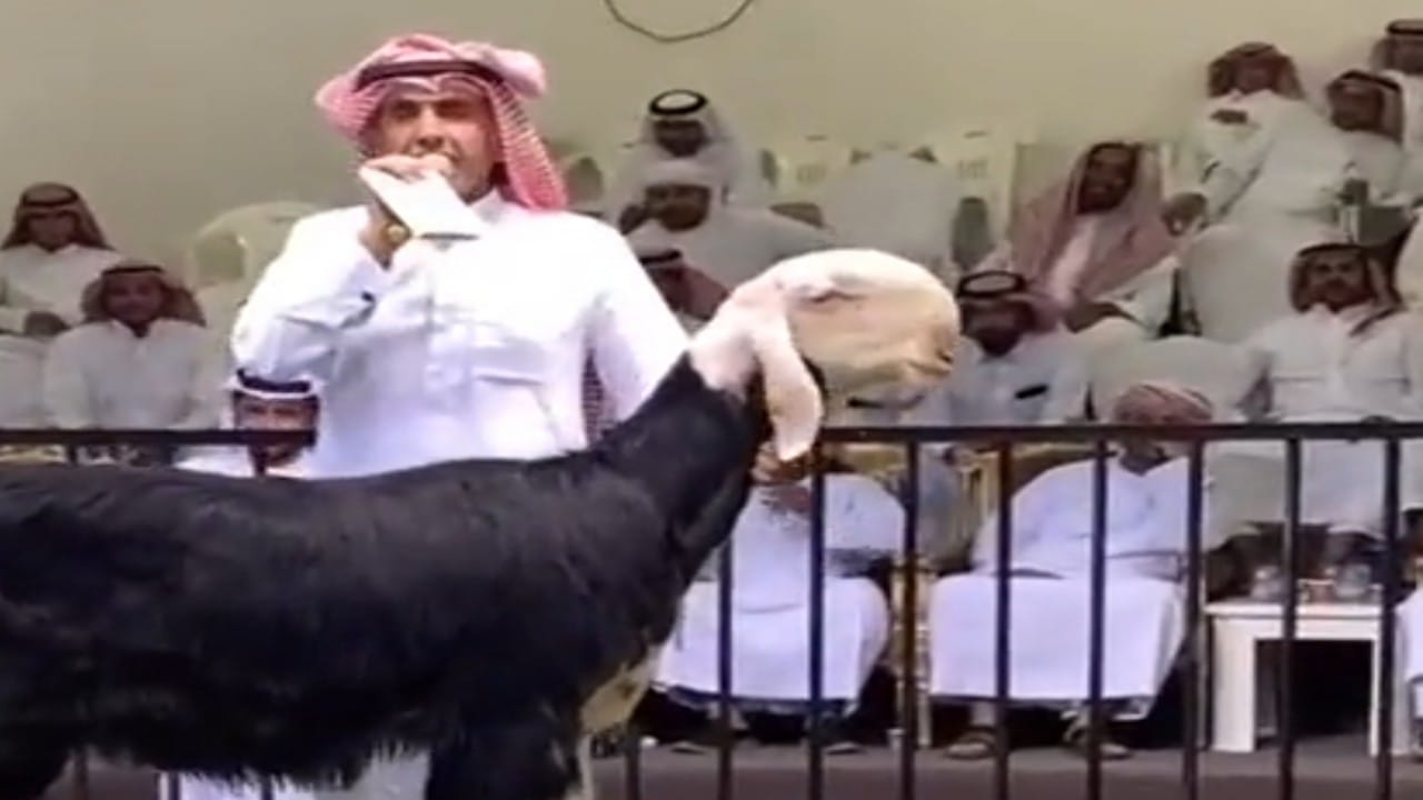 بالفيديو.. بيع خروف نجدي في مزاد علني بسعر صادم