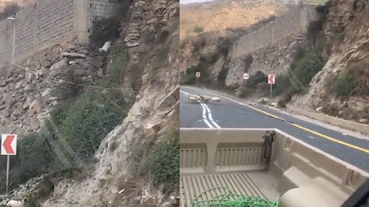 بالفيديو .. لحظة سقوط قطيع من الغنم على طريق جبلي