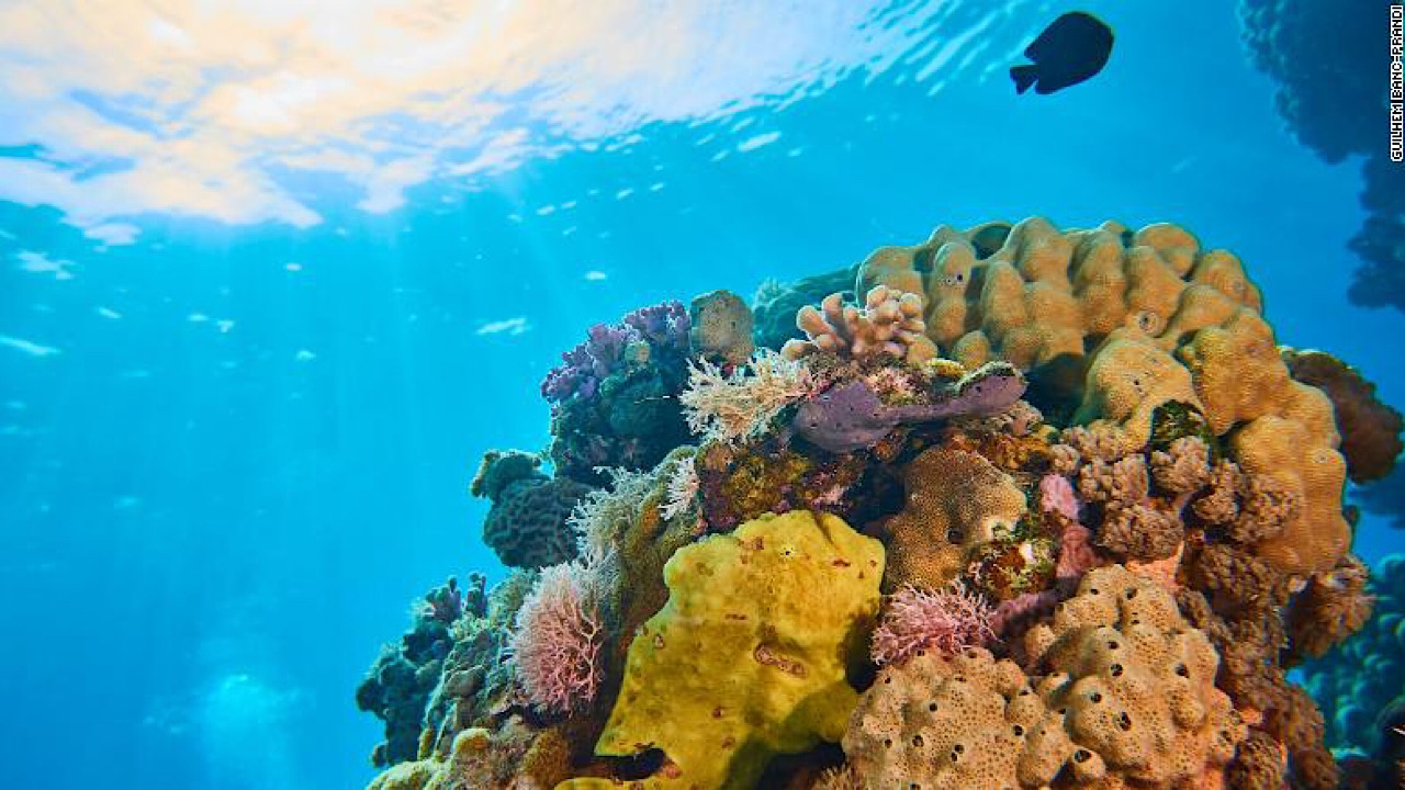 علماء: ارتفاع درجة حرارة المحيط يعرقل نمو الشعب المرجانية في الحاجز المرجاني العظيم