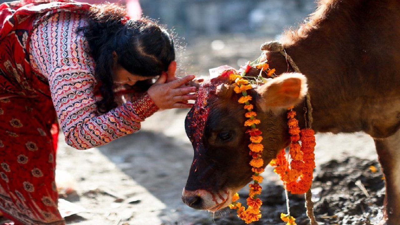 السجن مدى الحياة مصير مسلم في الهند بسبب الأبقار
