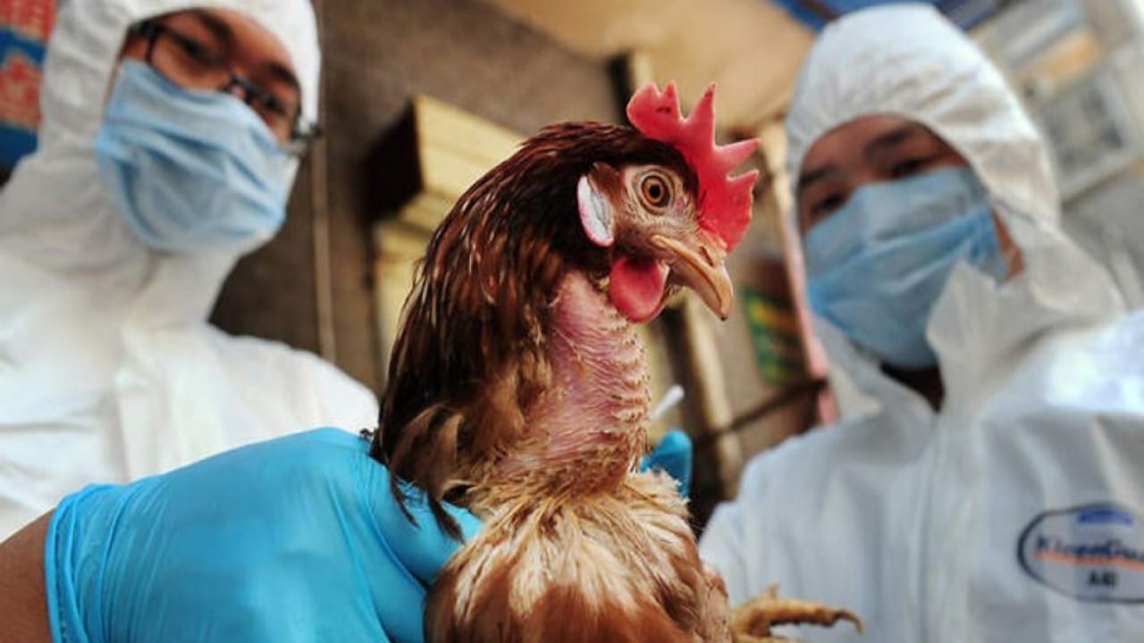 تصاعد المخاوف العالمية من انتشار إنفلونزا الطيور